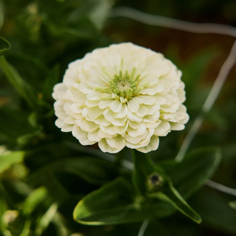 Heirloom White Zinnia Salmon Flower Seeds for Planting – Non-GMO, Vibrant Blooms
