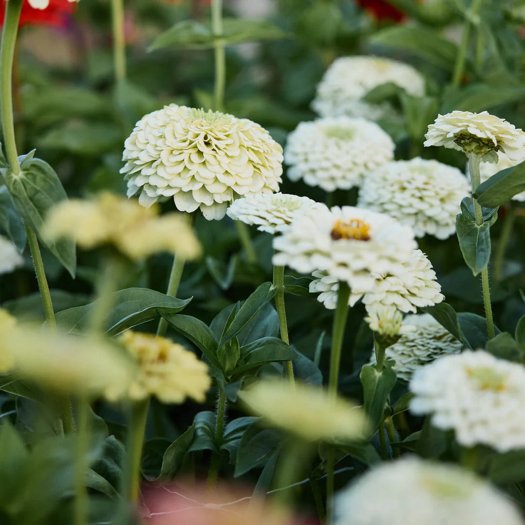 Heirloom White Zinnia Salmon Flower Seeds for Planting – Non-GMO, Vibrant Blooms