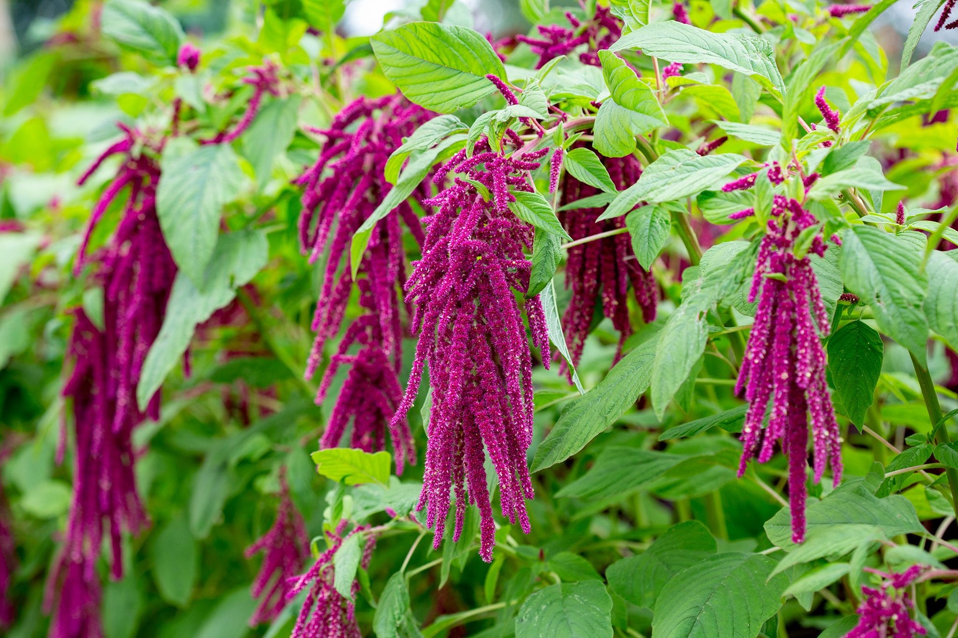 Heirloom non-GMO Love-Lies-Bleeding Red Amaranth annual flower seeds.
