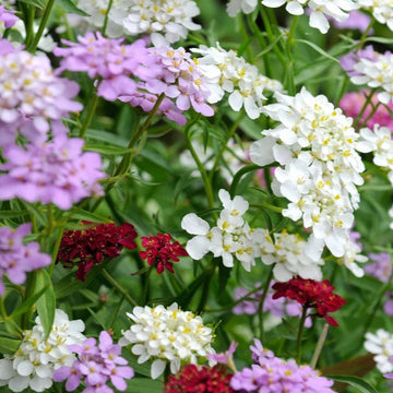 Mixed (Mixed scientific name) for planting in garden