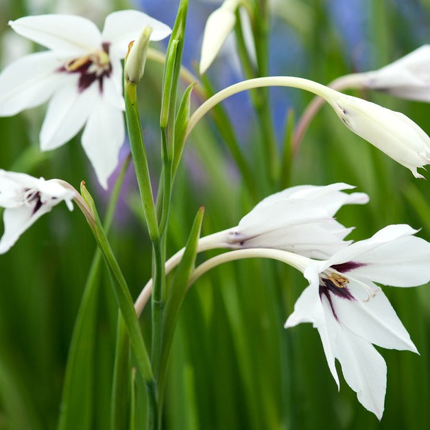 Acidanthera Flower Seeds Heirloom Non GMO Planting - 100 pcs