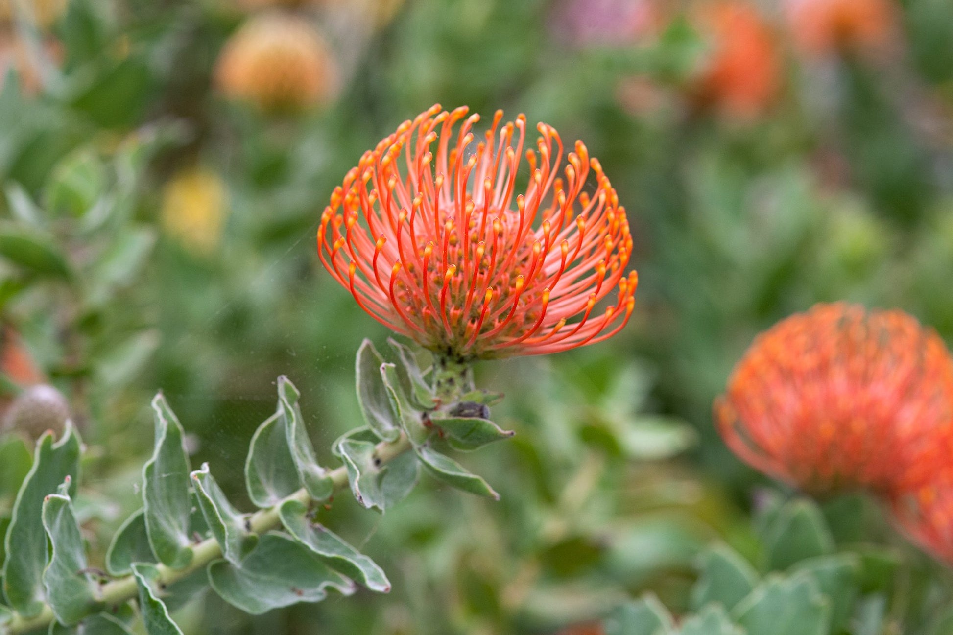 Leucospermum Cordifolium Flower Seeds for Planting - Heirloom, NON-GMO Seeds - Easy to Grow