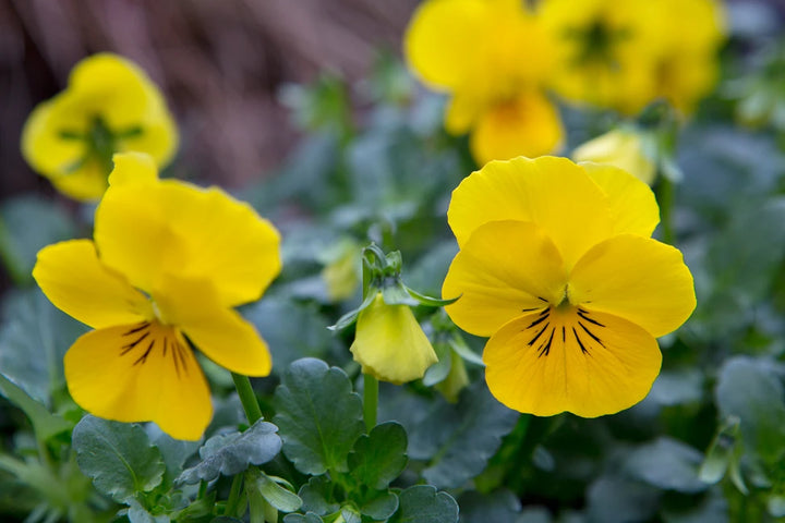 Yellow Pansy Flower Seeds – Non-GMO Seeds for Vibrant Garden Planting