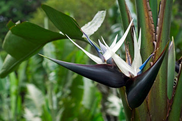 Heirloom Non-GMO Cream Strelitzia Reginae Flower Seeds for Planting – Bird of Paradise Seeds - Non-GMO for planting in home garden