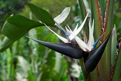 100 Pcs