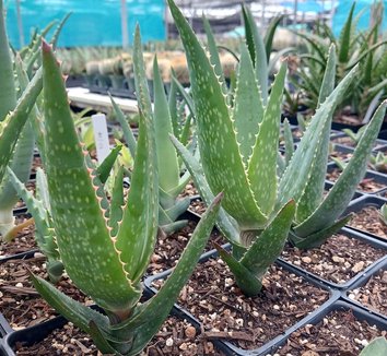 Green Claviflora Jackal?s Plant Seeds for Planting- Unique Garden Collection ? Fresh Herb for Your Garden