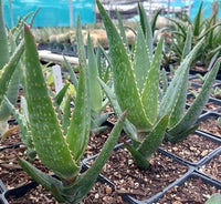 Green Claviflora Jackal?s Plant Seeds for Planting- Unique Garden Collection ? Fresh Herb for Your Garden