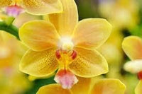 Heirloom Yellow Phalaenopsis Orchid Flower Seeds – Non-GMO Exotic Blooms for Planting
