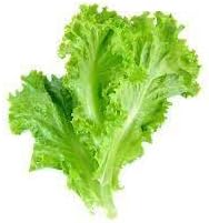 Lettuce Vegetable Seeds for Planting - 100 Pcs pcs