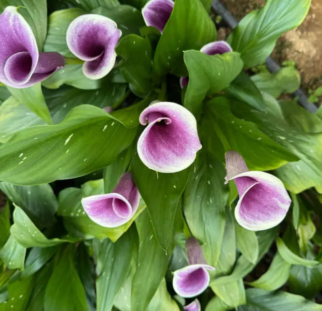 Mixed Calla Lily Flower Seeds for Planting - NON GMO Seeds