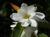 Michelia Flower Seeds for Planting - 100 pcs