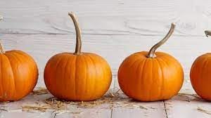 Pumpkin Fruit Seeds for Growing Hearty and Nutrient-Dense Pumpkins 100 Pcs pcs