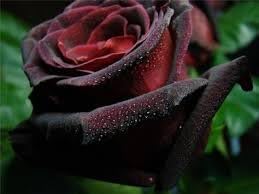 Tiger Striped Rose Seeds for Planting – Heirloom, Non-GMO Flower Seeds for Home Garden
