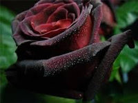 Tiger Striped Rose Seeds for Planting – Heirloom, Non-GMO Flower Seeds for Home Garden