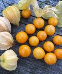 Mexican Strain Tomatilla Seeds for Planting - 100 Pcs pcs