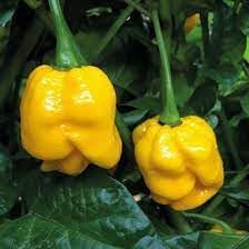 Chili Pepper Capsicum annuum seed mix for garden planting
