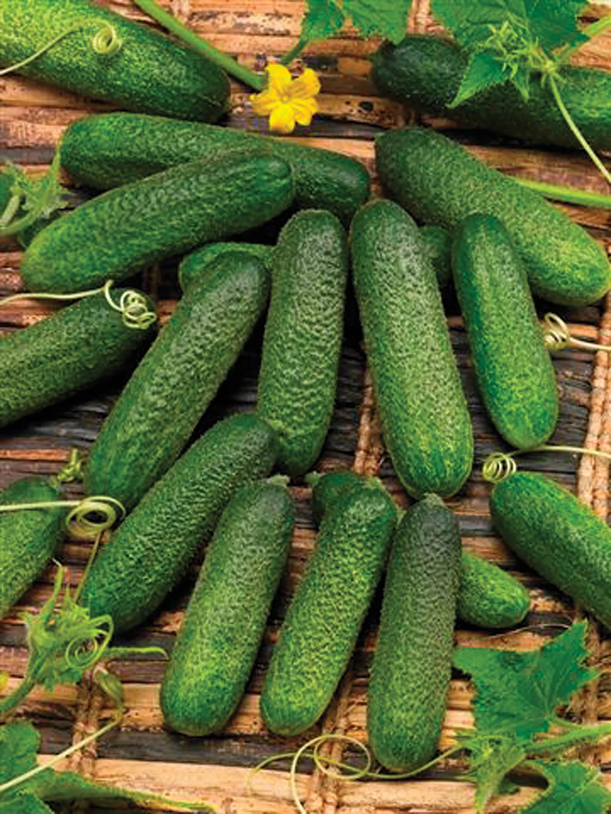 County Fair Improved Hybrid Cucumber Seeds for Garden Beds, Raised Beds, Trellises & Container Growing