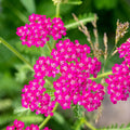 Achillea Flower Seeds for Planting, Heirloom, Non-GMO, 100 pcs