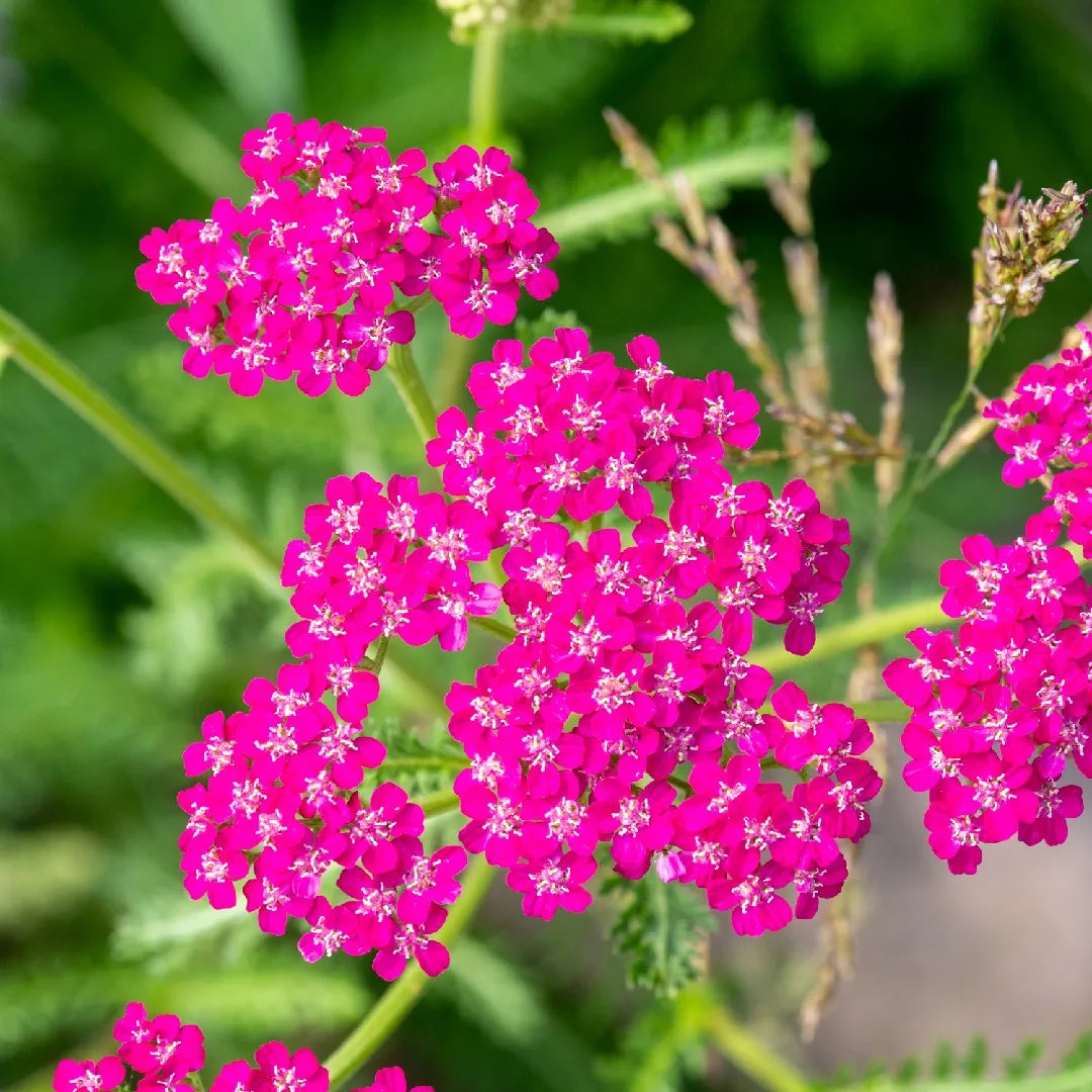 Achillea Flower Seeds for Planting, Heirloom, Non-GMO, 100 pcs