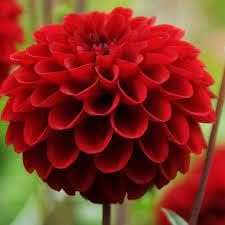 Heirloom Non-GMO Dahlia Flower Seeds – Deep Red Blooms for Planting