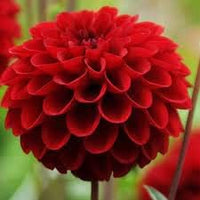 Heirloom Non-GMO Dahlia Flower Seeds ƒ?? Deep Red Blooms for Planting