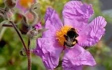 Purple Cistus Flower Seeds for Planting – Organic, Heirloom, Non-GMO Garden Seeds
