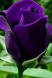 Thick Purple Rose Plant Seeds - Non-GMO Heirloom Garden Seeds for Planting Ideal for Home Gardens seeds for planting in home garden