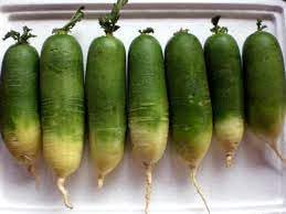 White radish Raphanus sativus seeds for planting in urban garden