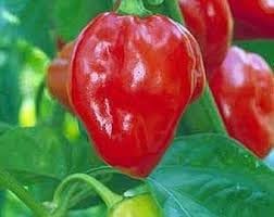 100 Pcs