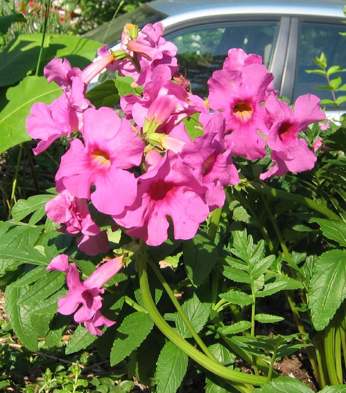 Hardy Gloxinia Flower Seeds – Heirloom Non-GMO Resilient Blooms for Garden and Container Planting
