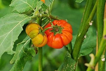 Red Eggplant Seeds for Planting - 100 Pcs pcs