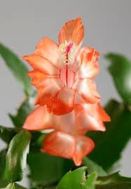 Christmas Cactus Flower Seeds for Planting - NON GMO Seeds