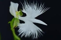 Egret Orchid Flower Seeds for Planting 100 pcs -Hierloom Flower Seeds