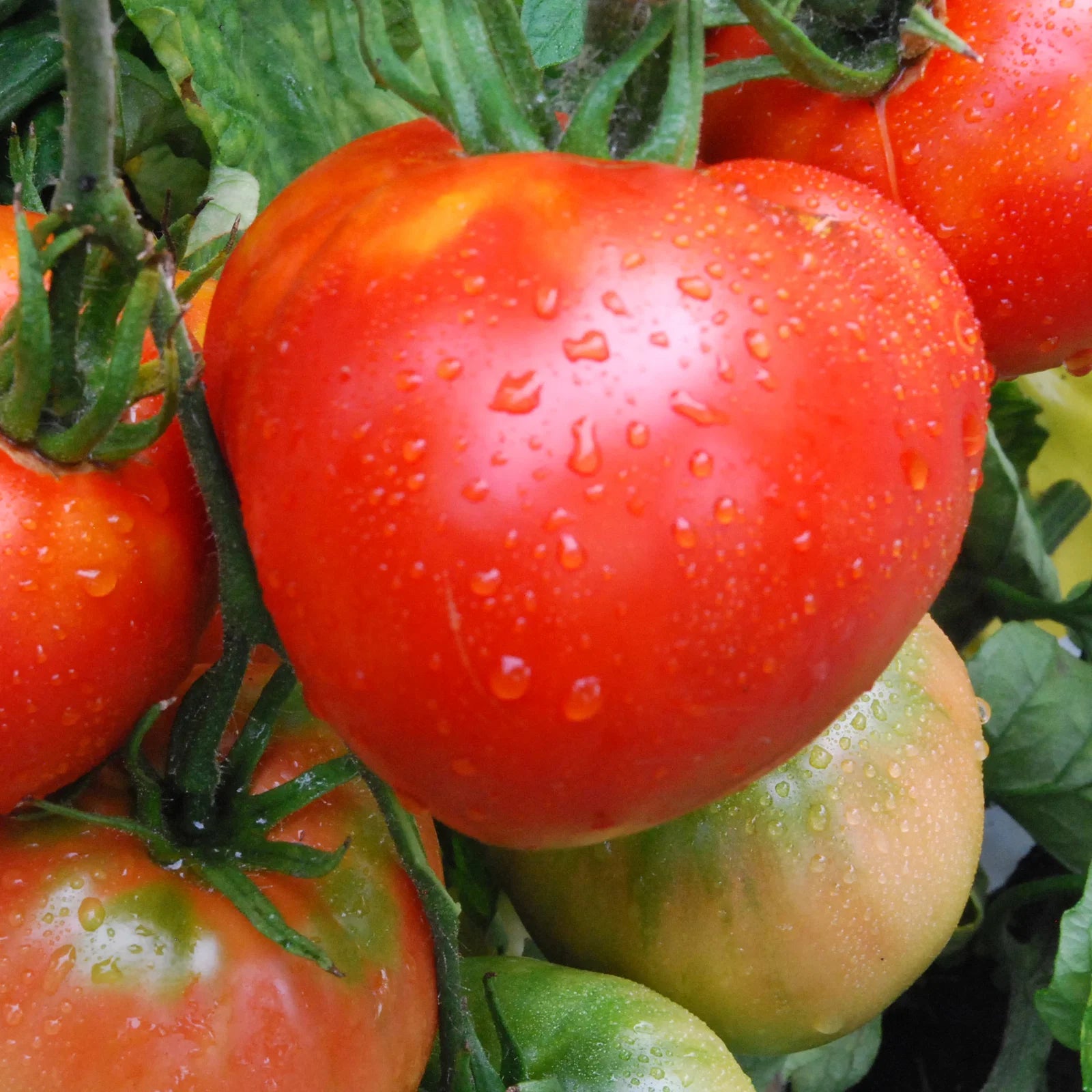 Cosmonaut Volkov Tomato Seeds for Planting heirloom & Non-GMO Seeds