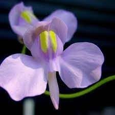 Utricularia Flower Seeds for Planting, 100 pcs
