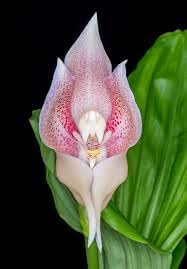 Orchid Flower Seeds for Planting 100 pcs -Hierloom Flower Seeds - Flower for planting in home garden