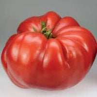 Huge Tomato Seeds for Planting, Red, 100 Pcs pcs