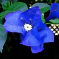 Blue Spectabilis Flower Seeds for Planting - NON GMO Seeds