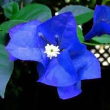 Blue Spectabilis Flower Seeds for Planting - NON GMO Seeds for planting in home garden