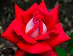 Full Red Rose Plant Seeds for Planting Non-GMO Heirloom Garden Seeds for Growing Beautiful Roses
