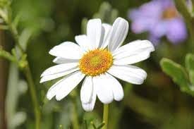 Heirloom Brachyscome Flower Seeds for Garden Planting, Non-GMO, Daisy-Like Blooms for Edging - Brachyscome for planting in home garden