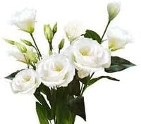 Eustomia Flower Seeds for Planting â€“ NON GMO Seeds