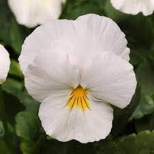 Non-GMO (Non-GMO scientific name) for planting in garden