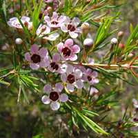 Geraldton Wax Flower Seeds for Planting - 100 pcs