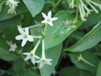 Cestrum Flower Seeds for Planting - 100 pcs for planting in your garden.