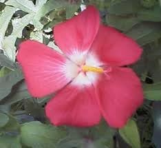 Heirloom Hibiscus Abelmoschus Flower Seeds – Non-GMO Flower Seeds for Planting