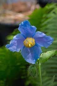 Premier Flower Seeds for Planting - 100 pcs for planting in your garden.