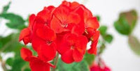 Geranio de Hojas Flower Seeds for Planting - NON GMO Seeds for planting in home garden