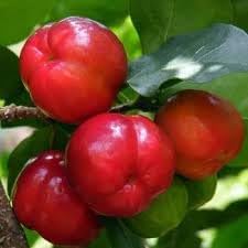 New Fresh 10pcs Malpighia Fruit Seeds - Exotic Superfruit for Nutrient-Rich Berries 100 Pcs pcs