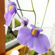 Utricularia Flower Seeds for Planting, 100 pcs